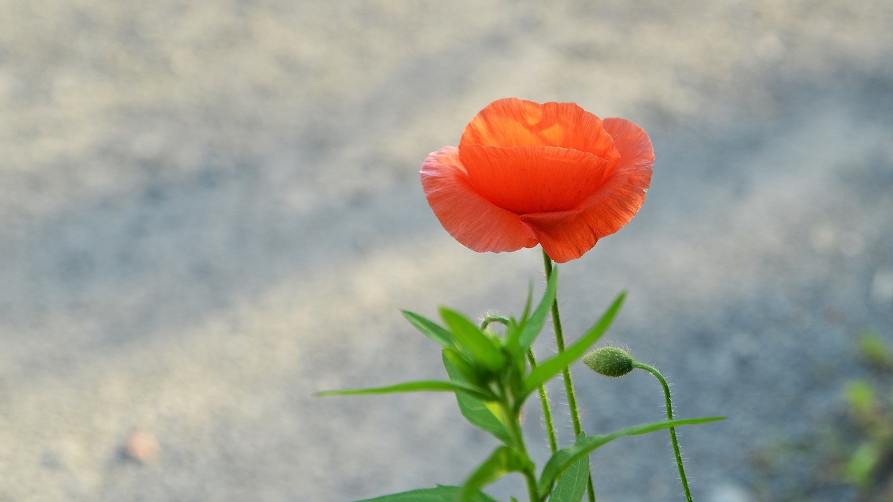 Aguona,  Gėlės,  Pavasaris,  Wildflower,  Gėlynai,  Pobūdį,  Korėjos Respublika,  Abstraktus, Nemokamos Nuotraukos,  Nemokama Licenzija