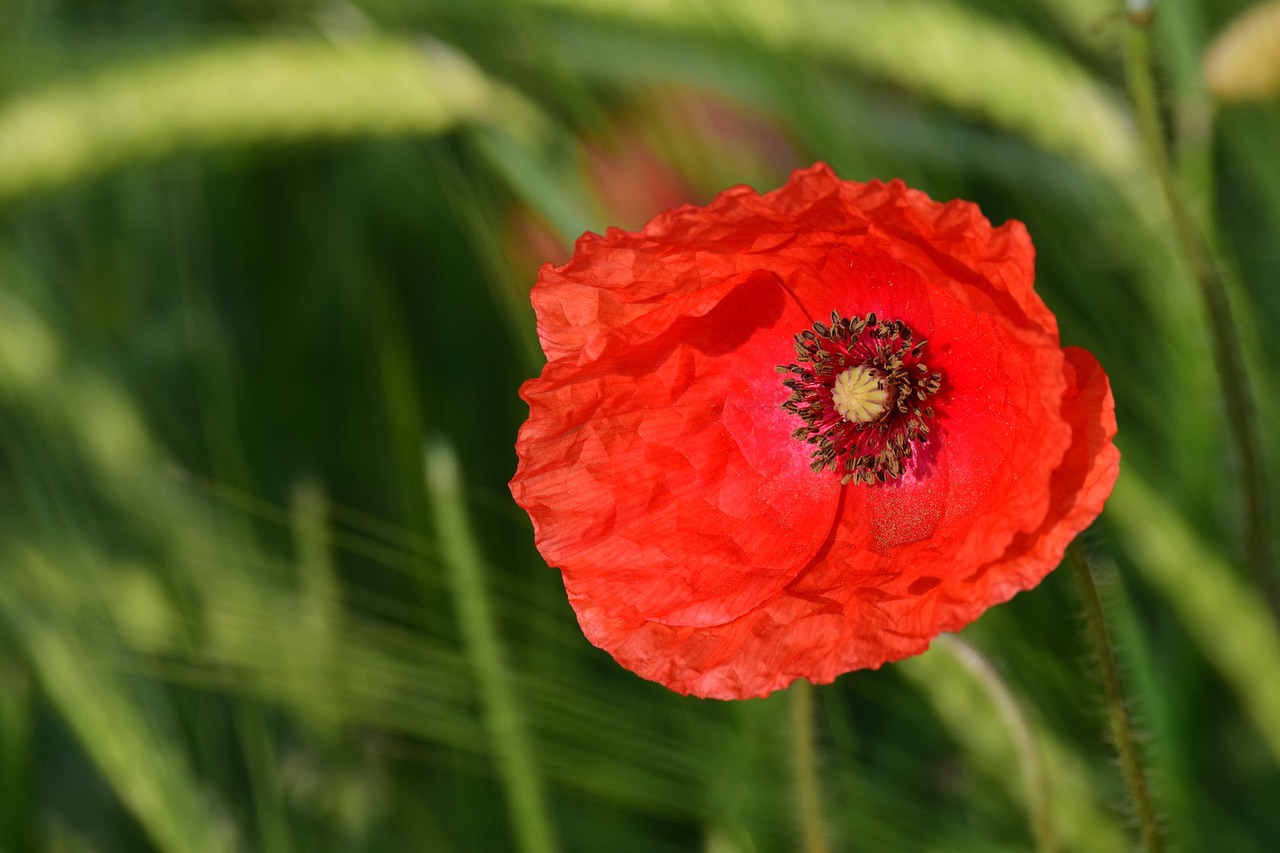 Aguona,  Grūdai,  Raudona,  Klatschmohn,  Pobūdį,  Laukas,  Pavasaris,  Vasara,  Šviesus,  Žalias