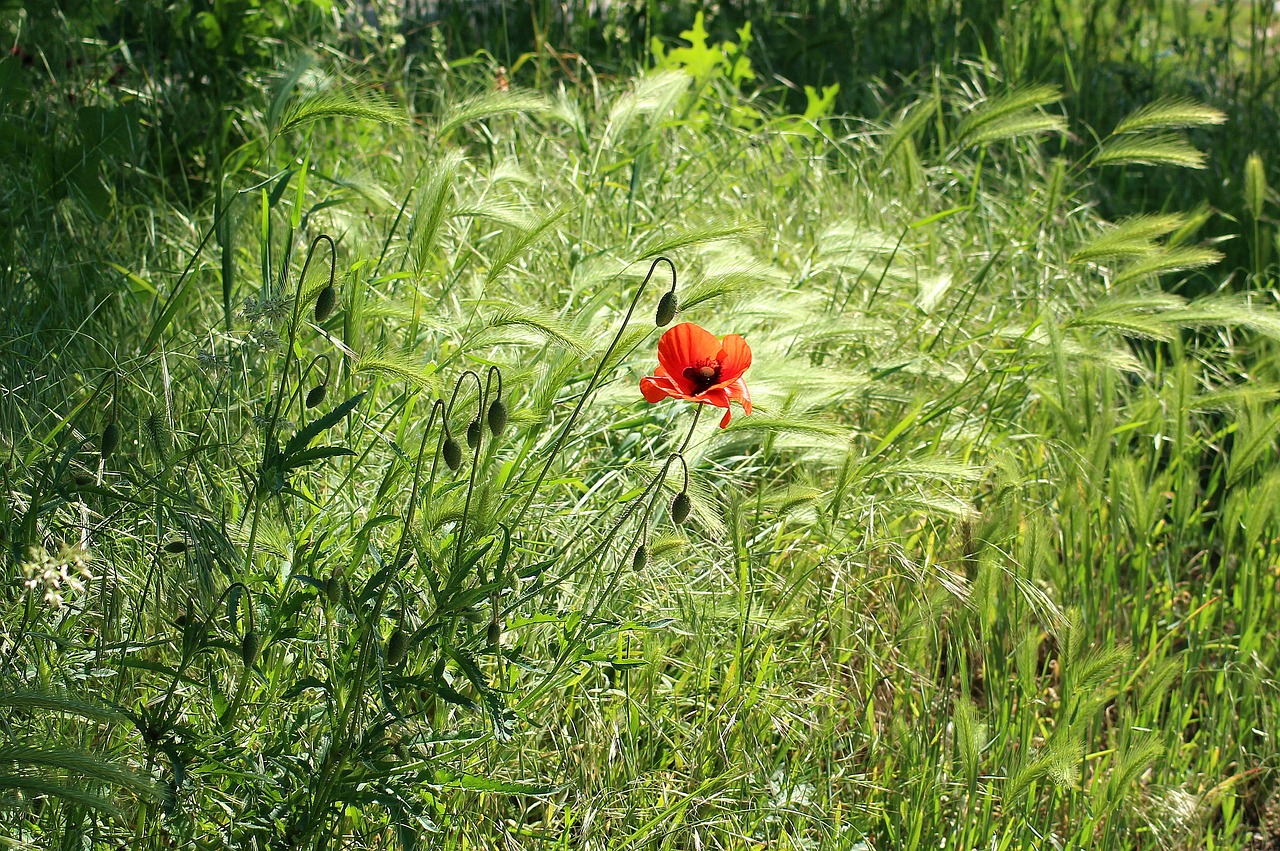 Aguona,  Gėlių Laukas,  Vienišas,  Aguonos Gėlė,  Raudona,  Augalų,  Meadow,  Gamta, Nemokamos Nuotraukos,  Nemokama Licenzija