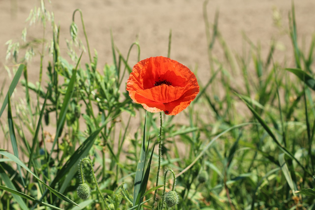 Aguona,  Gėlių Laukas,  Raudona,  Aguonos Gėlė,  Gėlės,  Augalai,  Meadow,  Gamta, Nemokamos Nuotraukos,  Nemokama Licenzija