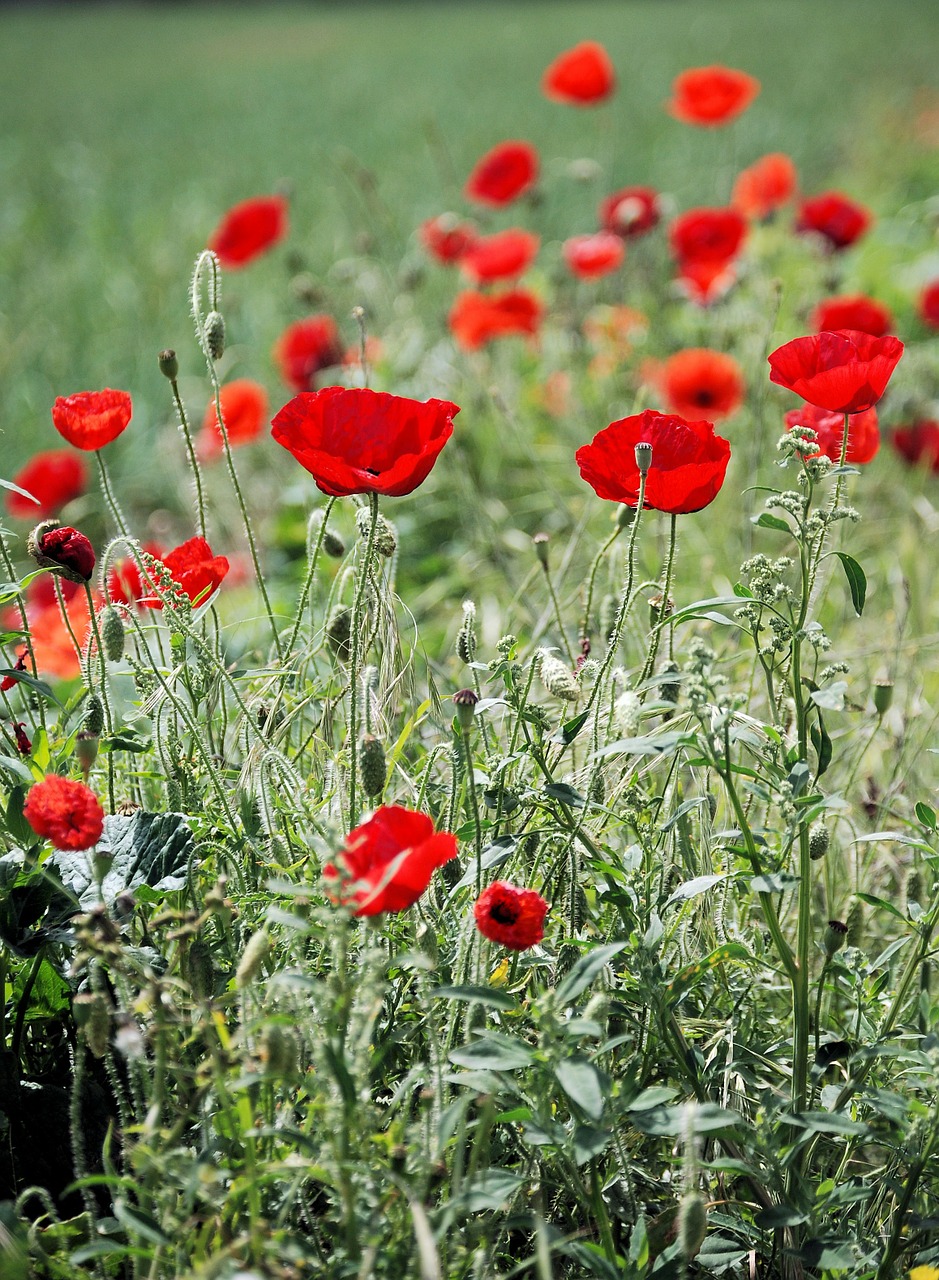 Aguona, Papaveraceae, Laukas, Raudona, Pavasaris, Gėlė, Wildflower, Gėlių, Augalas, Natūralus