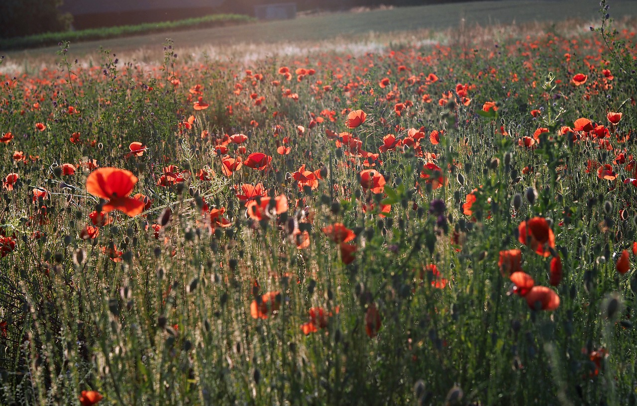 Aguona,  Vasaros Gėlės,  Gėlės,  Klatschmohn,  Pobūdį,  Spalvinga,  Raudona Gėlė,  Laukiniai Augalai, Nemokamos Nuotraukos,  Nemokama Licenzija