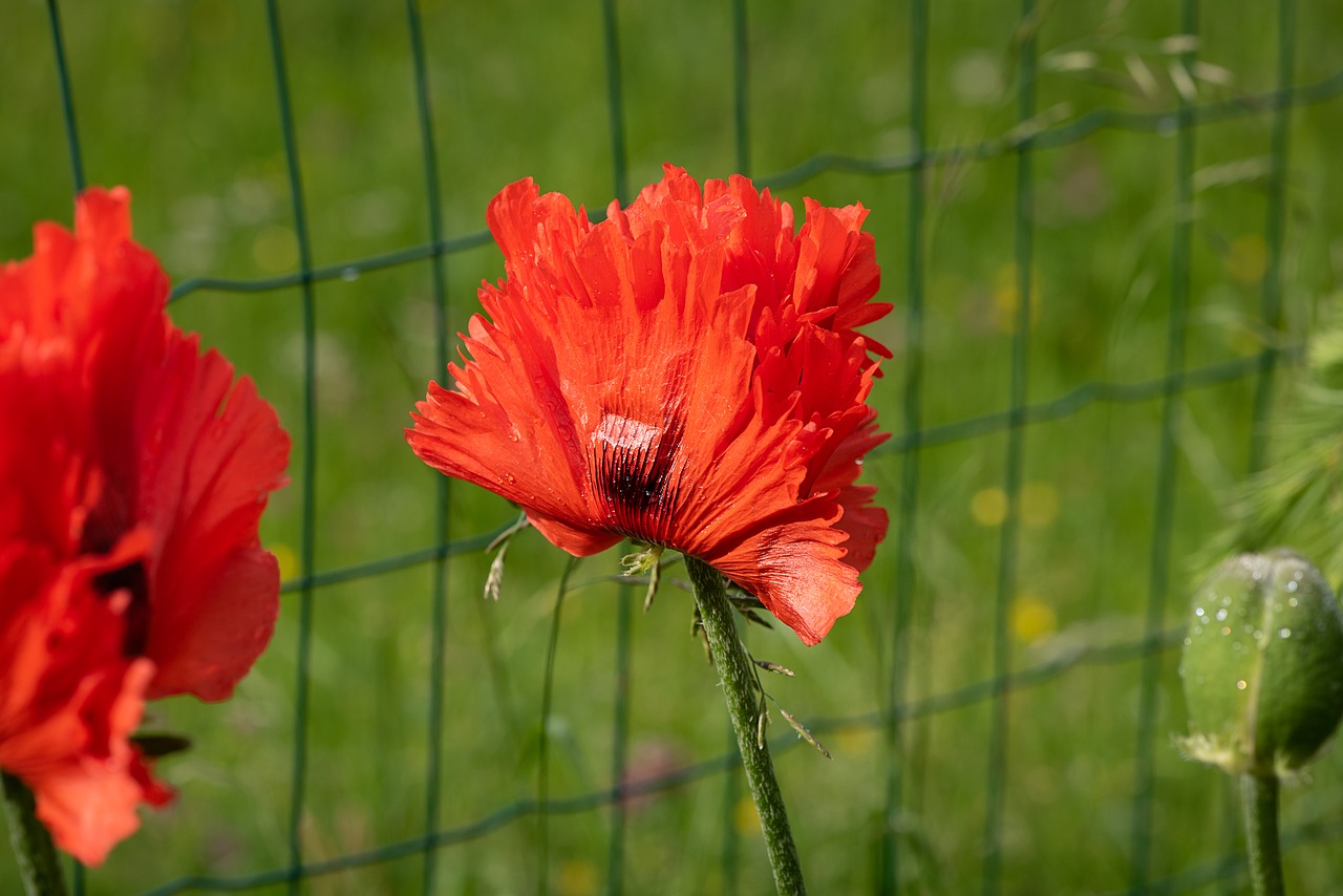 Aguona,  Raudona,  Raudona Aguonos,  Mohn Gewaechs,  Gėlė,  Aguonos Gėlė,  Žiedas,  Žydi,  Augalų,  Pobūdį