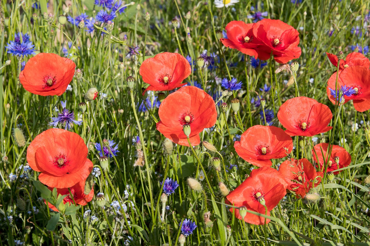 Aguona,  Aguonos Gėlė,  Klatschmohn,  Smailu Gėlių,  Gėlė,  Gėlės,  Meadow,  Vasara,  Rugiagėlės,  Raudona