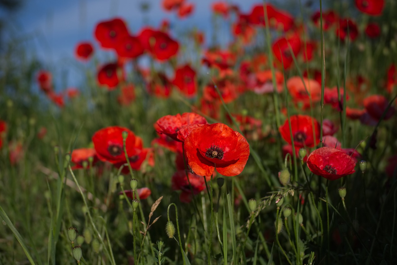 Aguona,  Gėlė,  Raudona,  Klatschmohn,  Pobūdį,  Mohn Gewaechs,  Aguonos Gėlė,  Augalų,  Laukas,  Aguonos