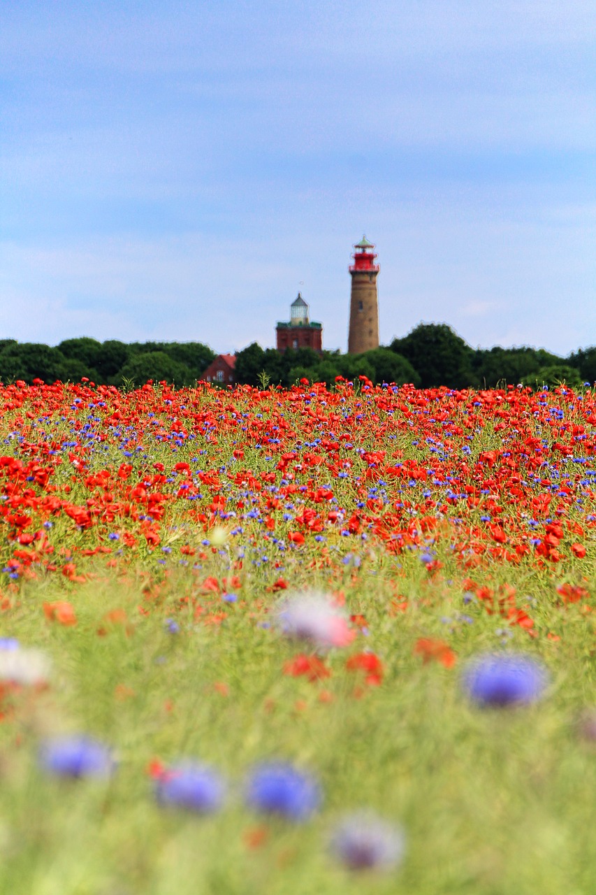 Aguona,  Laukas Aguonos,  Klatschmohn,  Švyturys,  Rügen,  Sala,  Vasaros Pieva,  Kraštovaizdis,  Smailu Gėlių,  Vasara