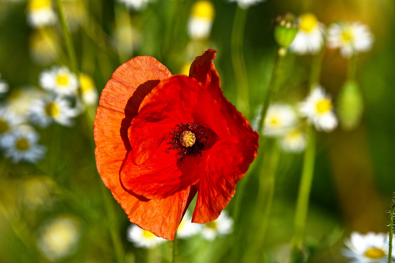 Aguona,  Gėlė,  Augalų,  Papaver Somniferum,  Opiumas,  Narkotikas,  Vaistinio Narkotikų,  Poilsio Narkotikų,  Heroinas,  Morfino