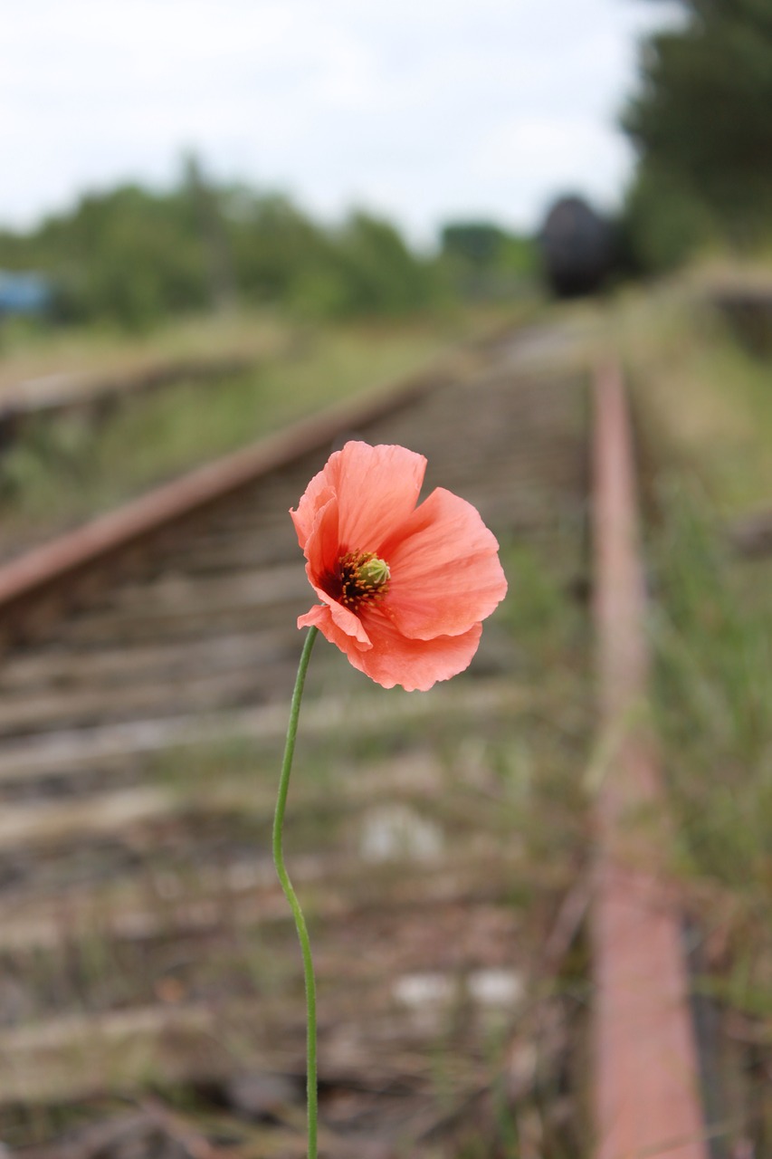 Aguona,  Žiedas,  Žydi,  Geležinkelių Sistemos,  Klatschmohn,  Nuo Senojo Geležinkelio Stotis, Nemokamos Nuotraukos,  Nemokama Licenzija