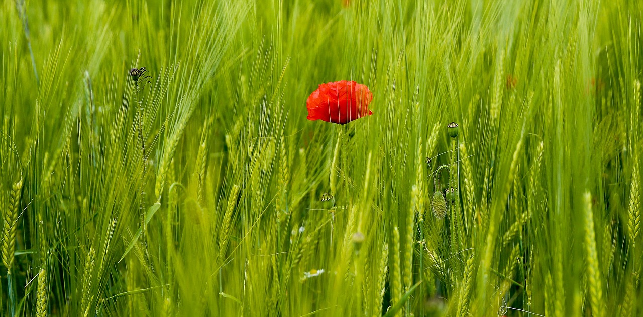 Aguona, Laukas, Gamta, Laukinės Vasaros Spalvos, Mohngewaechs, Klatschmohn, Gėlė, Žiedas, Žydėti, Spalvinga