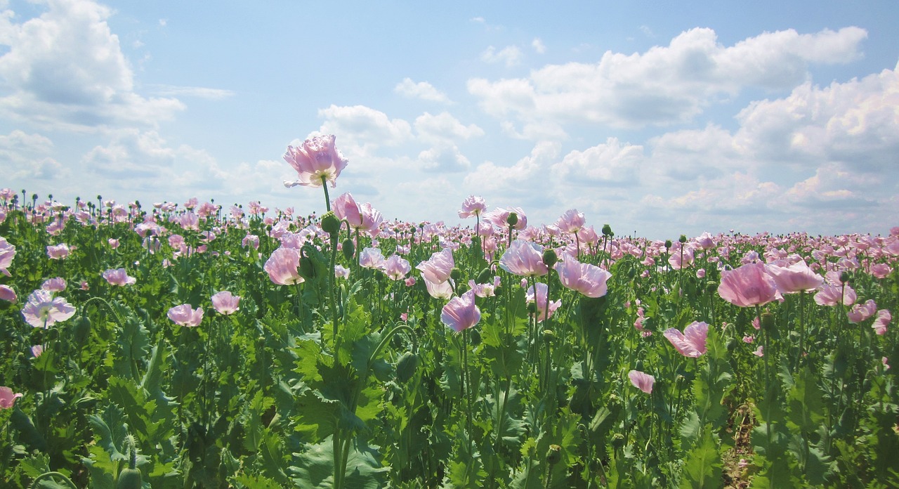 Aguona,  Laukas,  Pobūdį,  Aguonos,  Gėlė,  Vasara,  Žiedas,  Žydi,  Meadow,  Floros