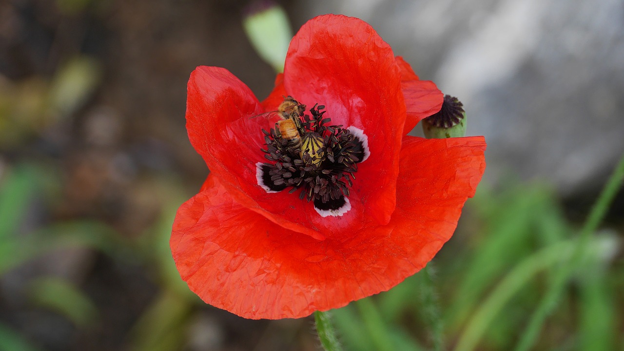 Aguona,  Gėlės,  Pobūdį,  Augalai,  Raudona,  Papaver,  Grožio,  Korėja,  Šis Tipas, Nemokamos Nuotraukos