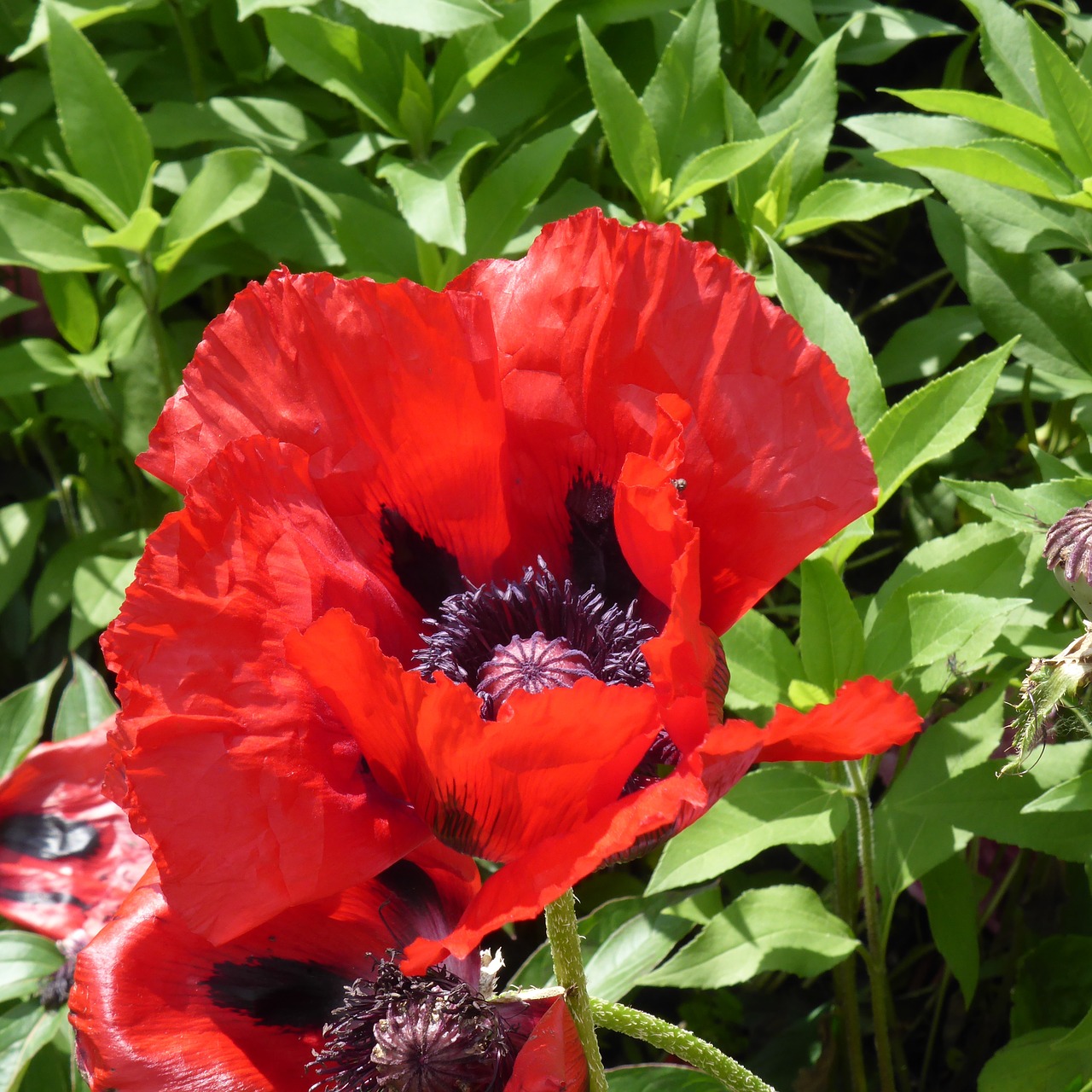 Aguona, Klatschmohn, Gėlė, Žiedas, Žydėti, Mohngewaechs, Raudona, Nemokamos Nuotraukos,  Nemokama Licenzija