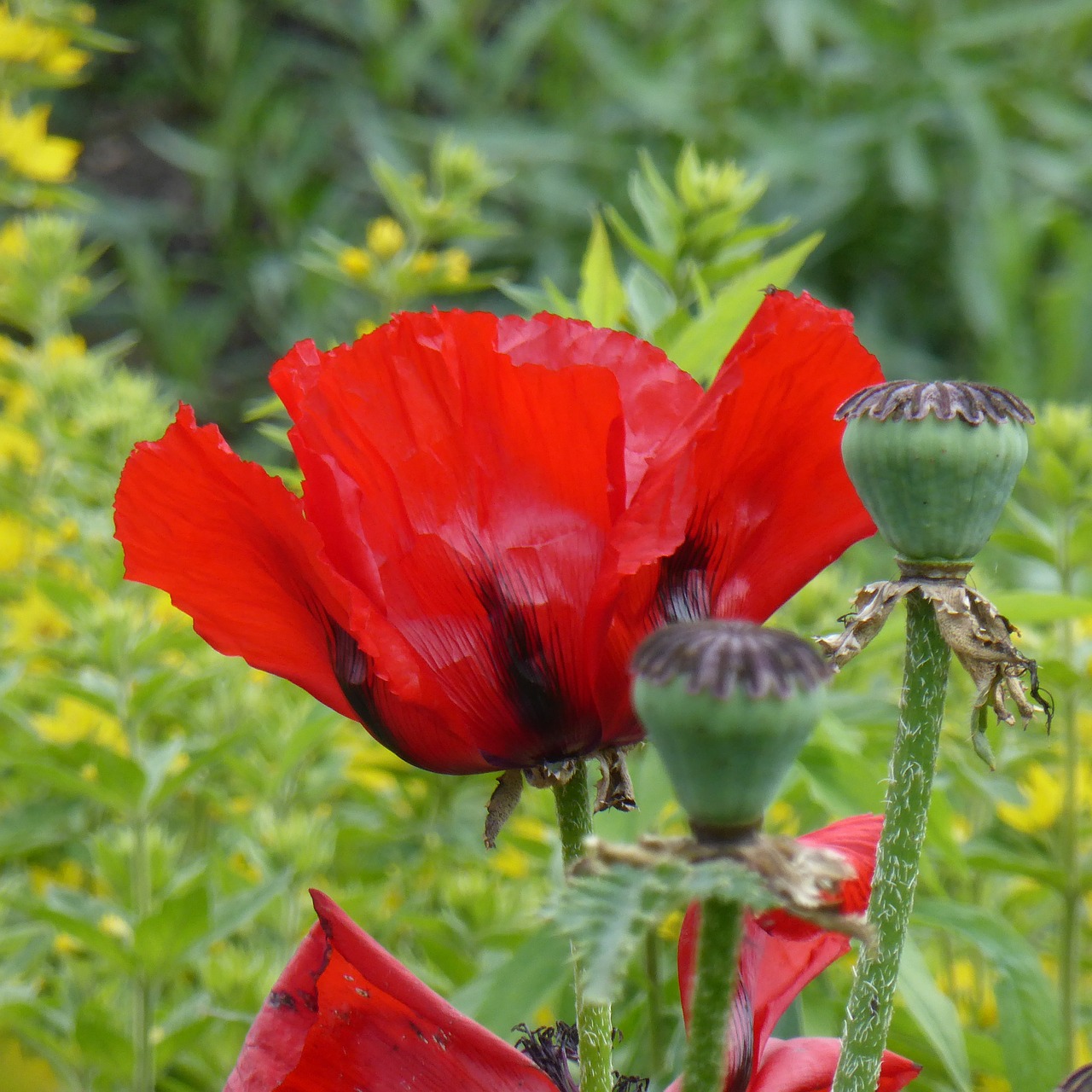 Aguona, Žiedas, Žydėti, Laukas, Gamta, Mohngewaechs, Raudona, Aguonų Kapsulė, Klatschmohn, Klatschmohn Kapsulė