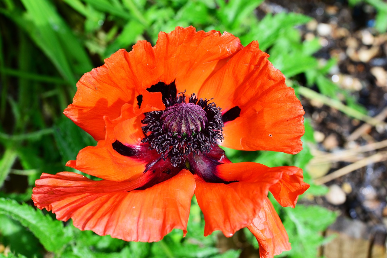 Aguona, Rytietiška Aguona, Raudona Raudona, Papaver Orientale, Gėlė, Daugiametis, Nemokamos Nuotraukos,  Nemokama Licenzija