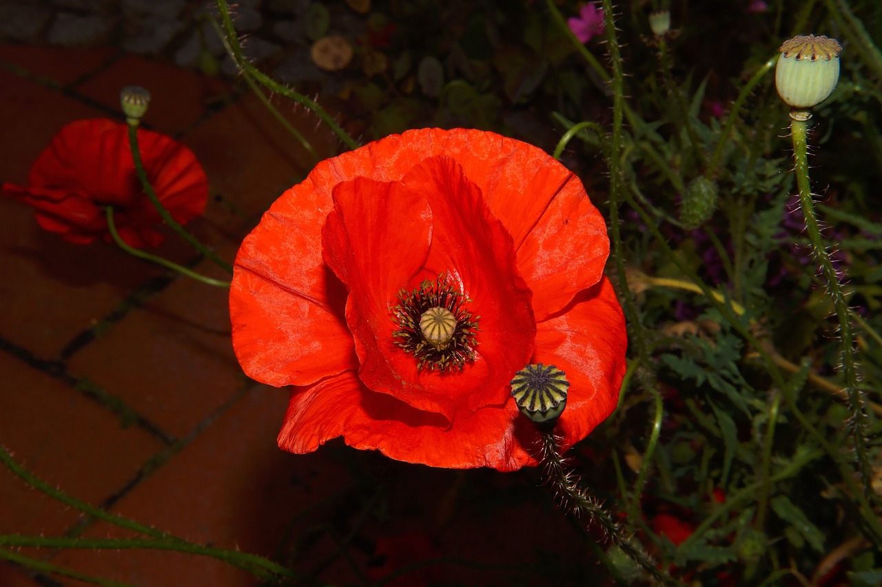 Aguona, Žiedas, Žydėti, Raudona, Klatschmohn, Spalvinga, Vasara, Žiedai, Iš Arti, Nemokamos Nuotraukos