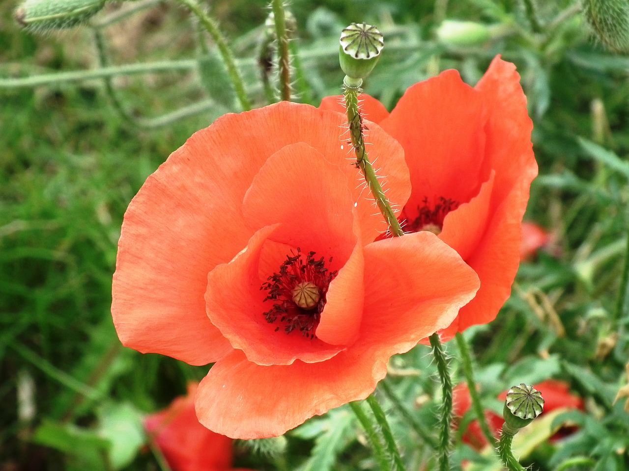 Aguona, Gėlė, Klatschmohn, Žiedas, Žydėti, Raudona, Žalias, Juoda, Uždaryti, Laukinė Gėlė