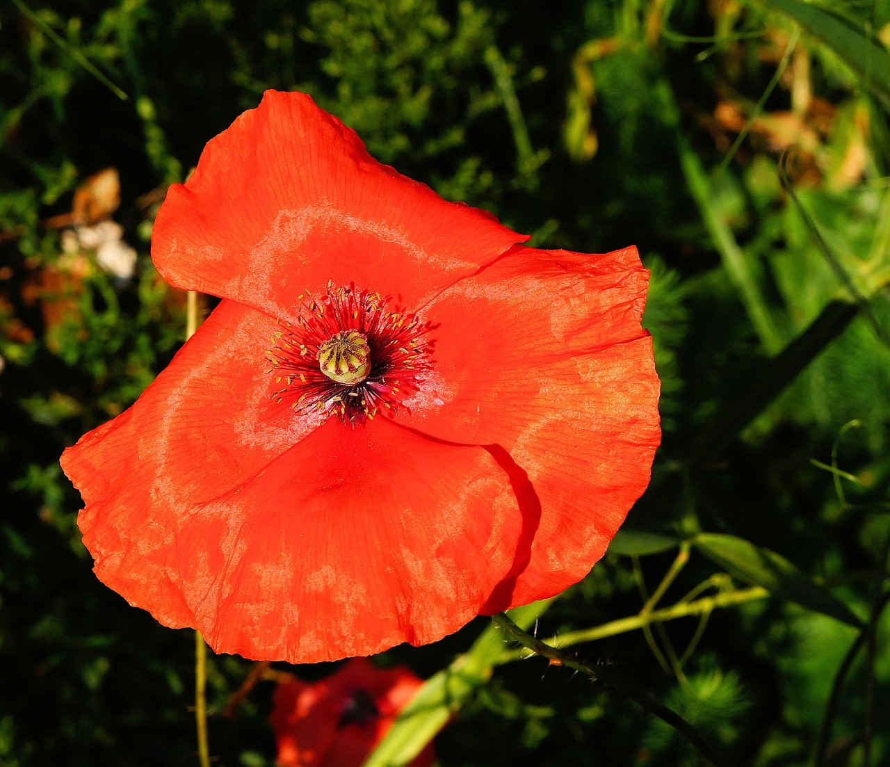 Aguona, Žiedas, Žydėti, Raudona, Spalvinga, Sodas, Papaveraceae, Raudona Aguona, Nemokamos Nuotraukos,  Nemokama Licenzija