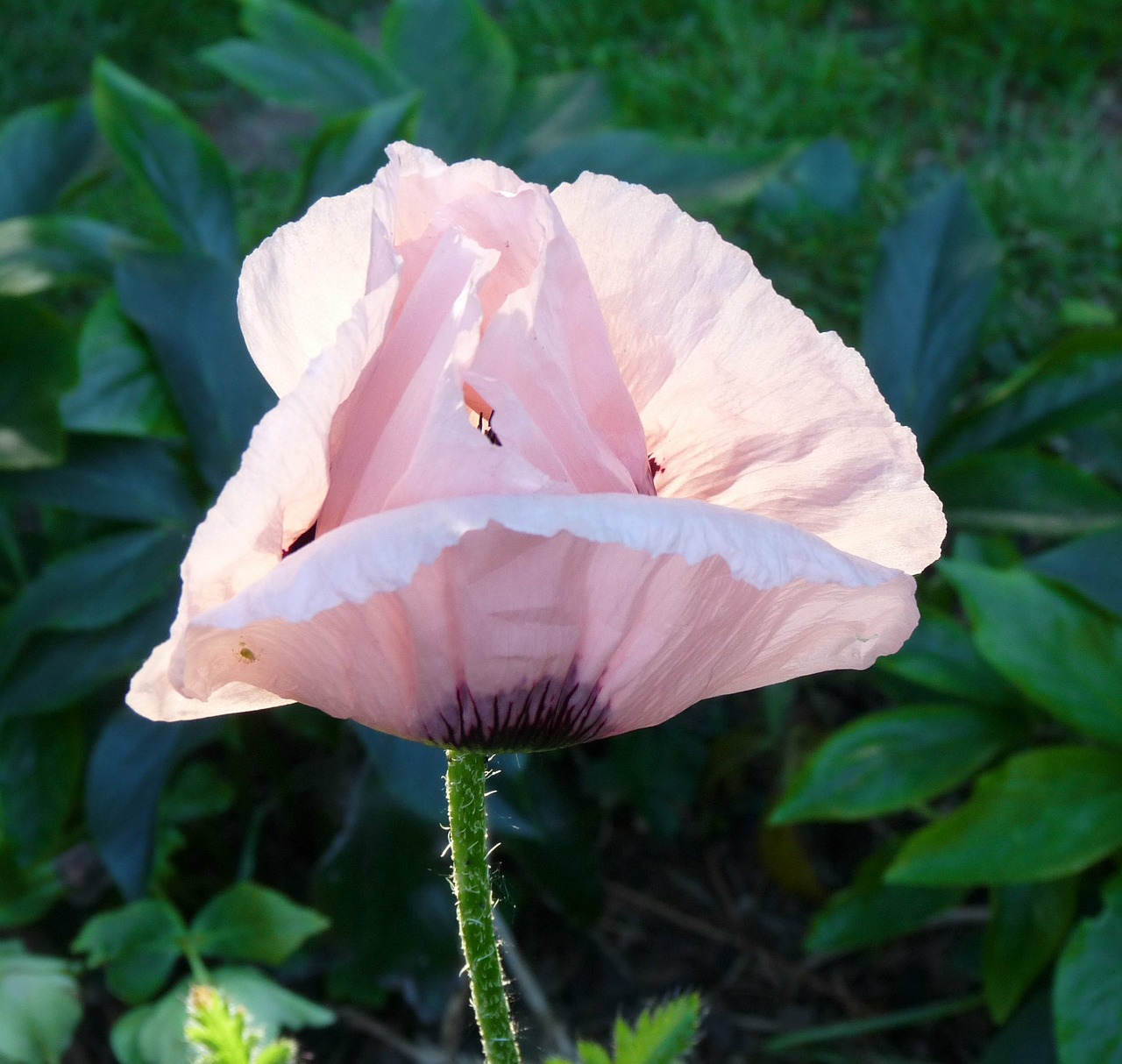 Aguona, Rožinis, Klatschmohn, Gėlė, Sodas, Fauna, Nemokamos Nuotraukos,  Nemokama Licenzija