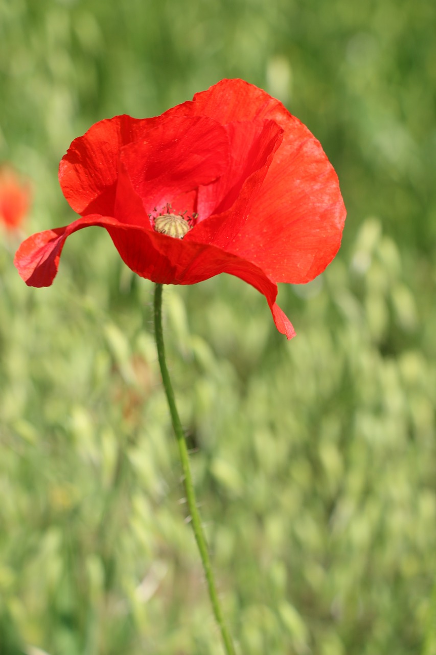 Aguona, Gėlė, Wildflower, Raudona, Žiedas, Žydėti, Gamta, Nemokamos Nuotraukos,  Nemokama Licenzija