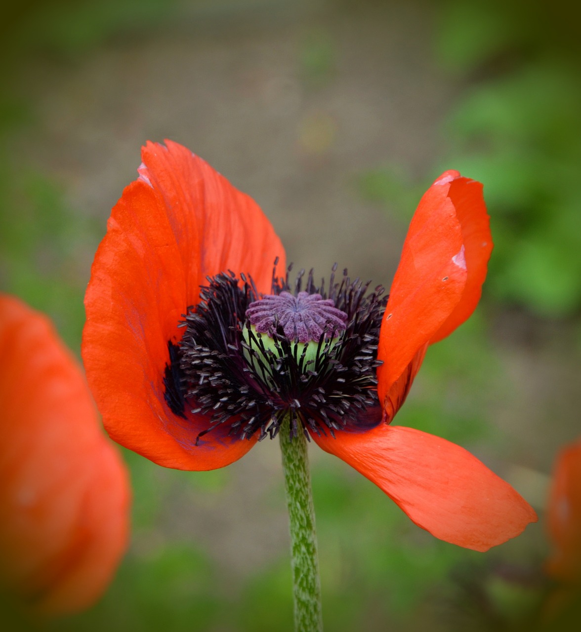 Aguona, Klatschmohn, Raudona, Gėlė, Vasara, Nemokamos Nuotraukos,  Nemokama Licenzija