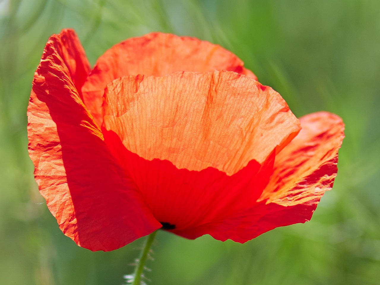 Aguona, Gėlė, Aguonos, Vasaros Augalai, Raudona, Wildflower, Nemokamos Nuotraukos,  Nemokama Licenzija