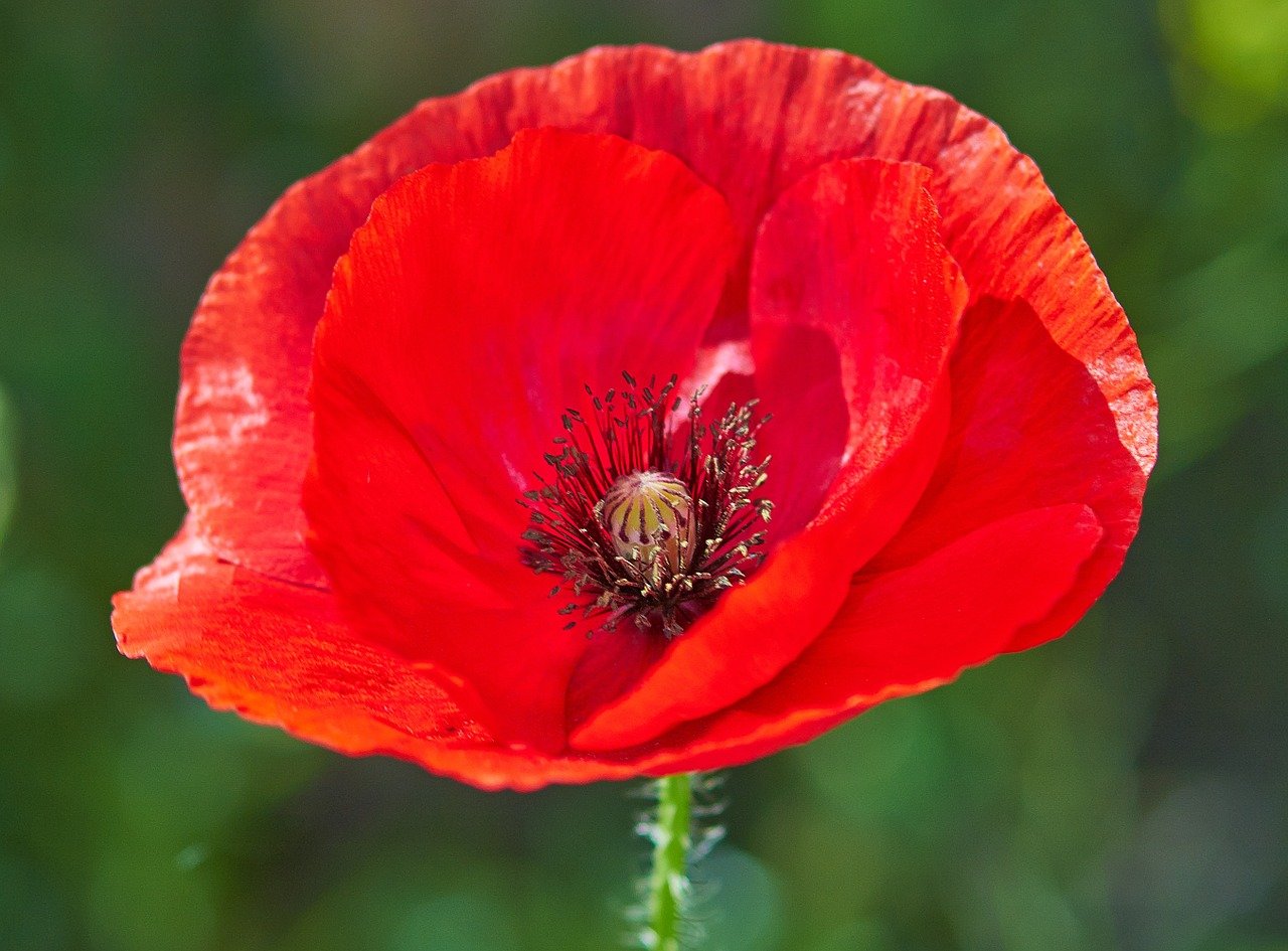 Aguona, Aguonos, Vasara, Gėlė, Augalas, Wildflower, Nemokamos Nuotraukos,  Nemokama Licenzija