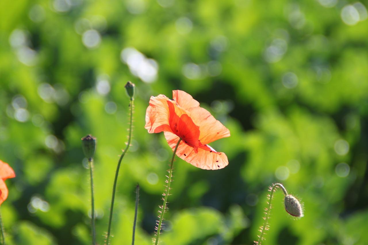 Aguona, Klatschmohn, Gamta, Žalias, Raudona, Gėlė, Nemokamos Nuotraukos,  Nemokama Licenzija