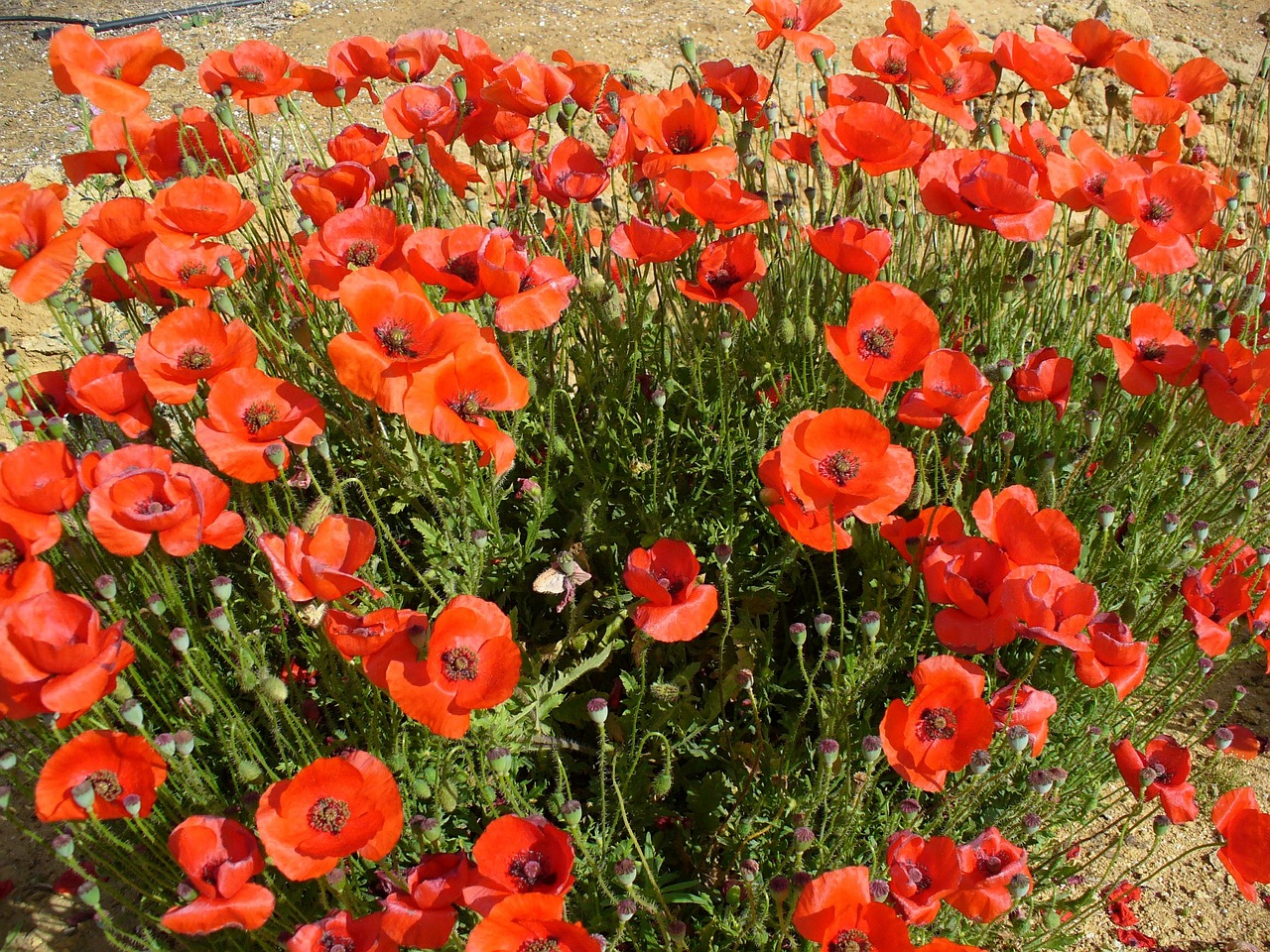 Aguona, Gėlės, Gamta, Raudona, Mohngewaechs, Klatschmohn, Gėlė, Nemokamos Nuotraukos,  Nemokama Licenzija