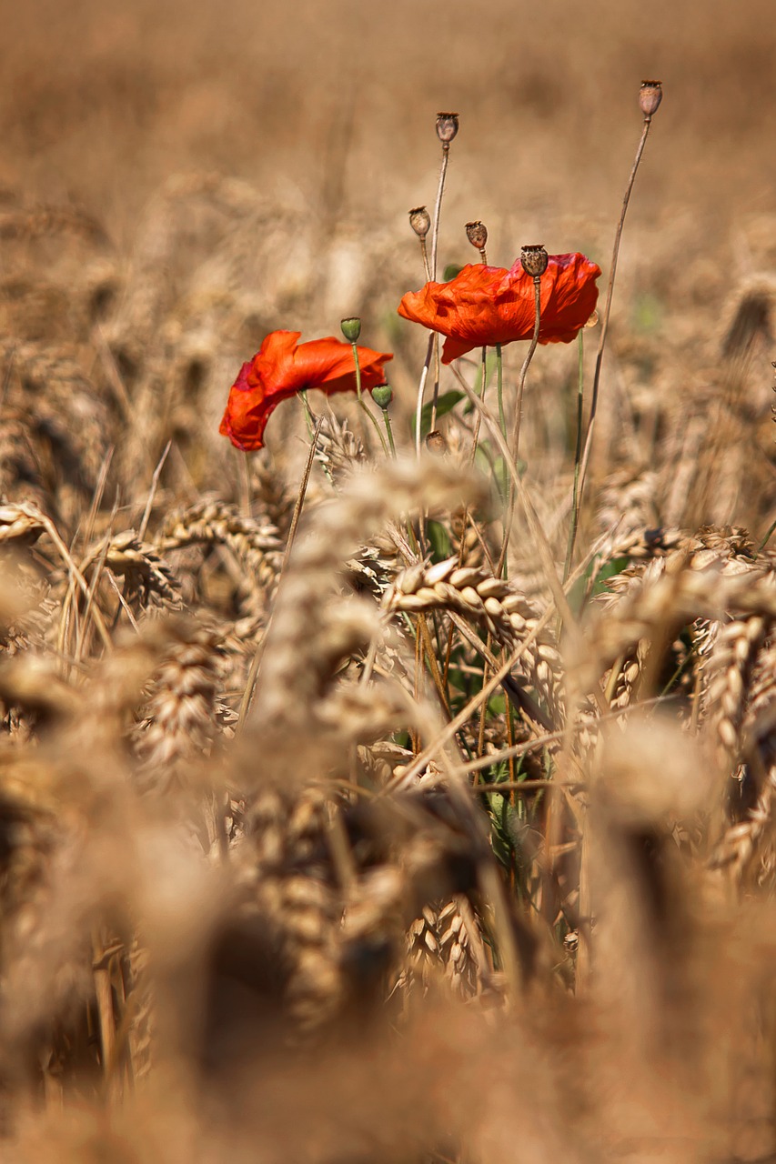 Aguona, Klatschmohn, Kukurūzų Laukas, Vasara, Saulė, Grūdai, Aguonos Gėlė, Raudona, Laukas Aguonos, Gėlė