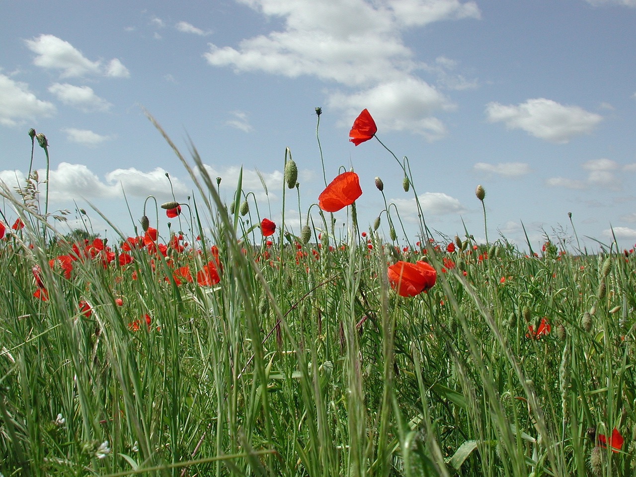 Aguona, Raudona, Laukas, Gėlės, Laukas Aguonos, Kvieciai, Fleurs Des Champs, Nemokamos Nuotraukos,  Nemokama Licenzija