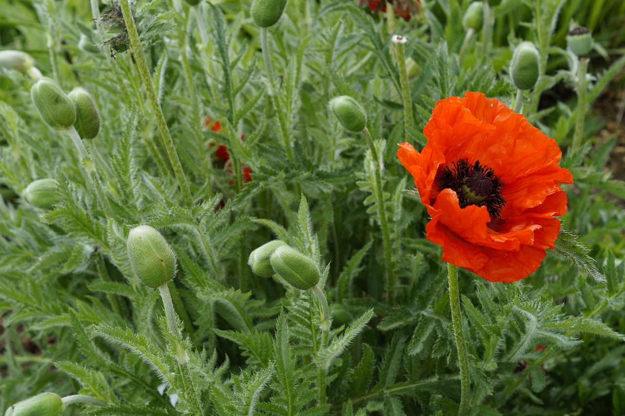 Aguona, Aguonos, Šviesa, Šviesus, Raudona, Klatschmohn, Vasara, Gėlė, Žiedas, Žydėti