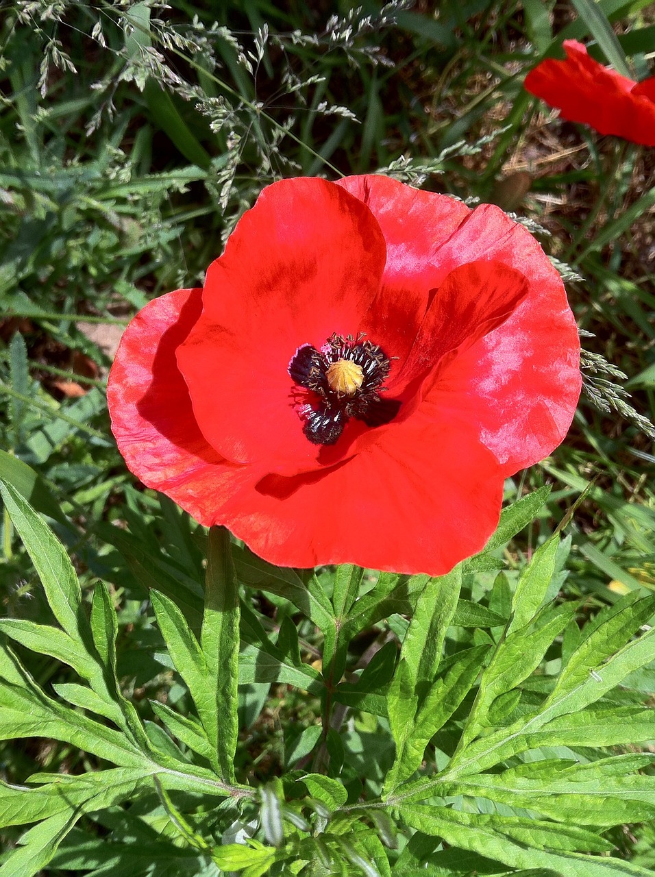 Aguona, Aguonos Gėlė, Klatschmohn, Raudona, Žalias, Augalas, Kauliukai, Gamta, Lauko Kraštas, Lapai