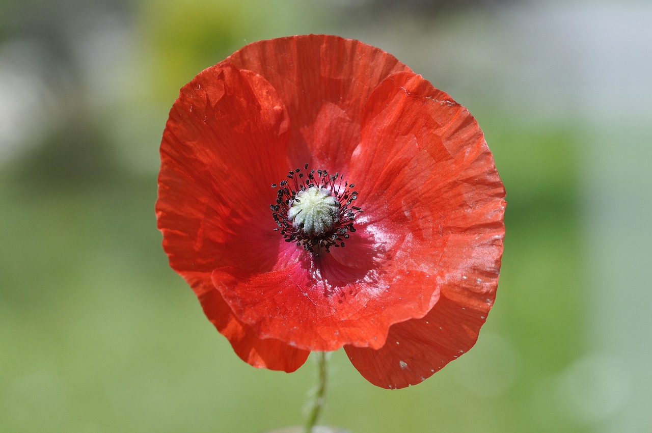 Aguona, Klatschmohn, Gėlė, Žiedas, Žydėti, Raudona, Augalas, Gamta, Aštraus Gėlė, Uždaryti