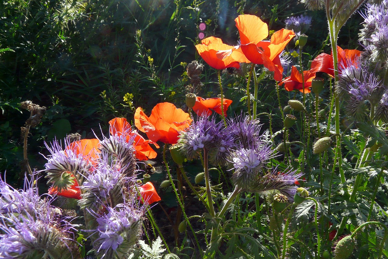 Aguona, Raudona, Drakonas, Violetinė, Žiedas, Žydėti, Žydėti, Klatschmohn, Spalva, Gamta