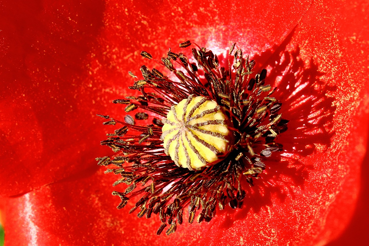 Aguona, Raudona, Aguonos Gėlė, Uždaryti, Makro, Žiedadulkės, Vasara, Raudona Aguona, Klatschmohn, Nemokamos Nuotraukos