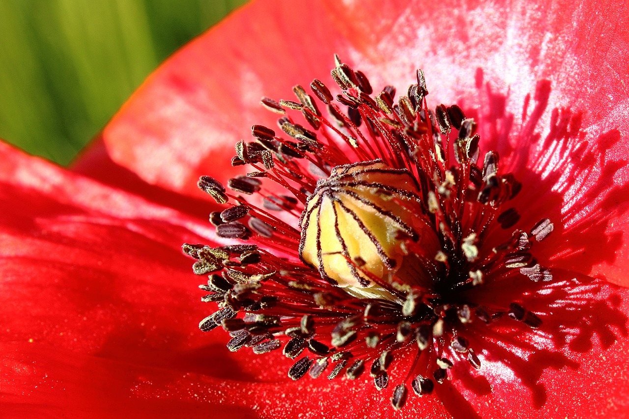 Aguona, Raudona, Aguonos Gėlė, Uždaryti, Makro, Žiedadulkės, Vasara, Raudona Aguona, Klatschmohn, Nemokamos Nuotraukos