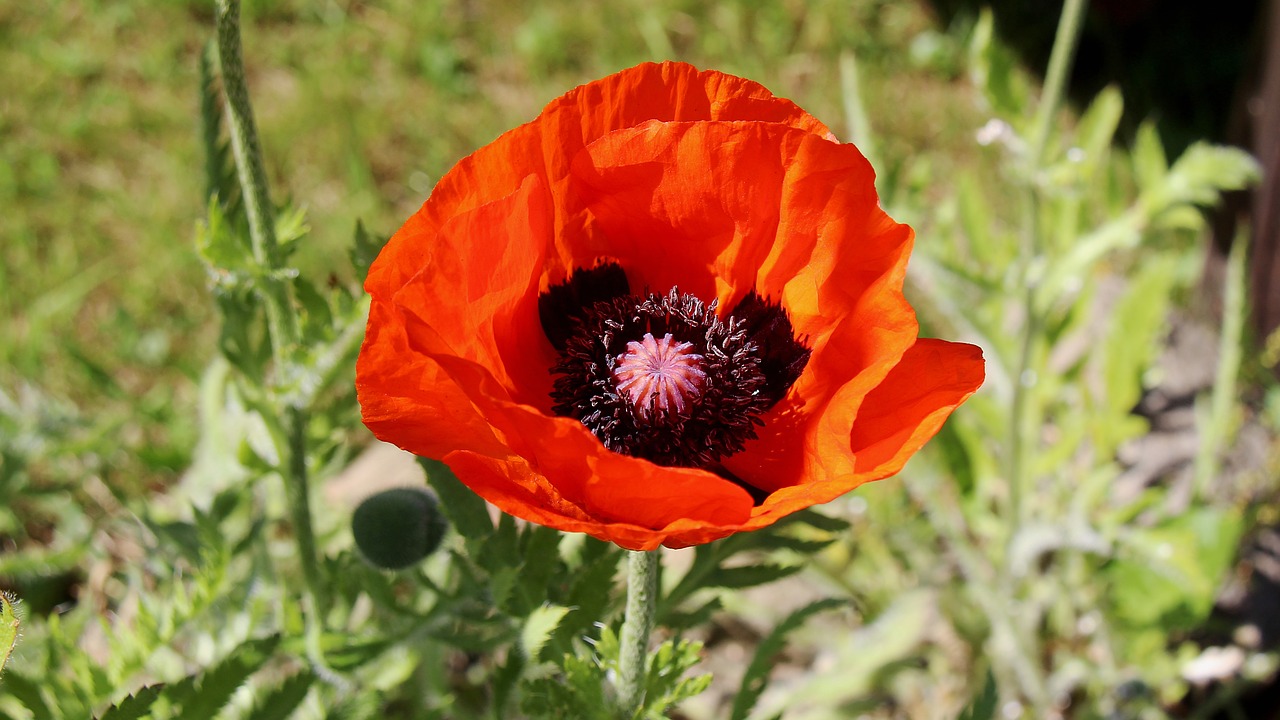 Aguona,  Raudona Gėlė,  Gamta,  Klatschmohn,  Raudona Aguona,  Aguonos Gėlė, Nemokamos Nuotraukos,  Nemokama Licenzija