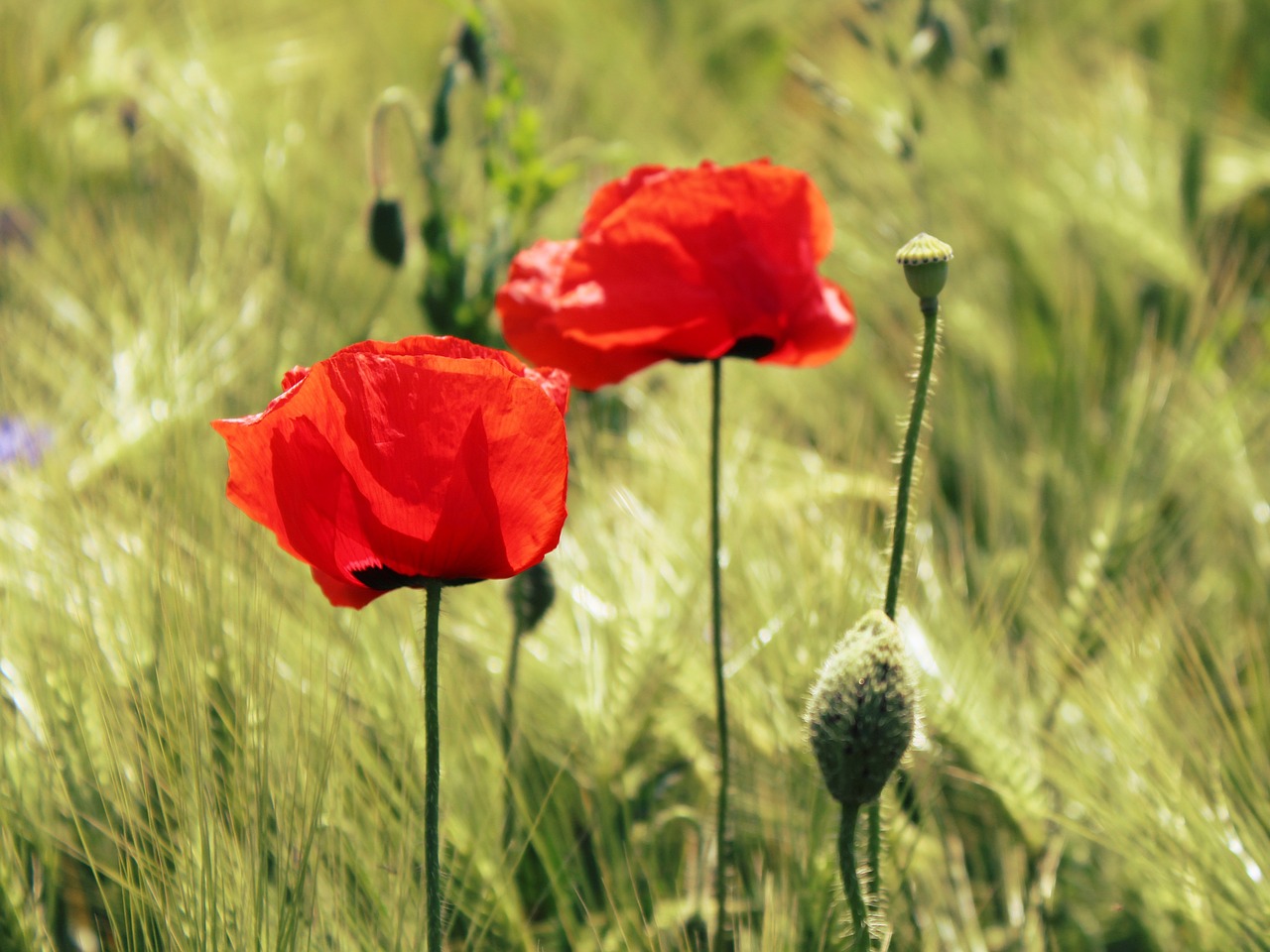 Aguona,  Grūdai,  Kukurūzų Laukas,  Laukas,  Raudona Aguona,  Klatschmohn,  Laukas Aguonos,  Raudona,  Gėlės,  Žydėti