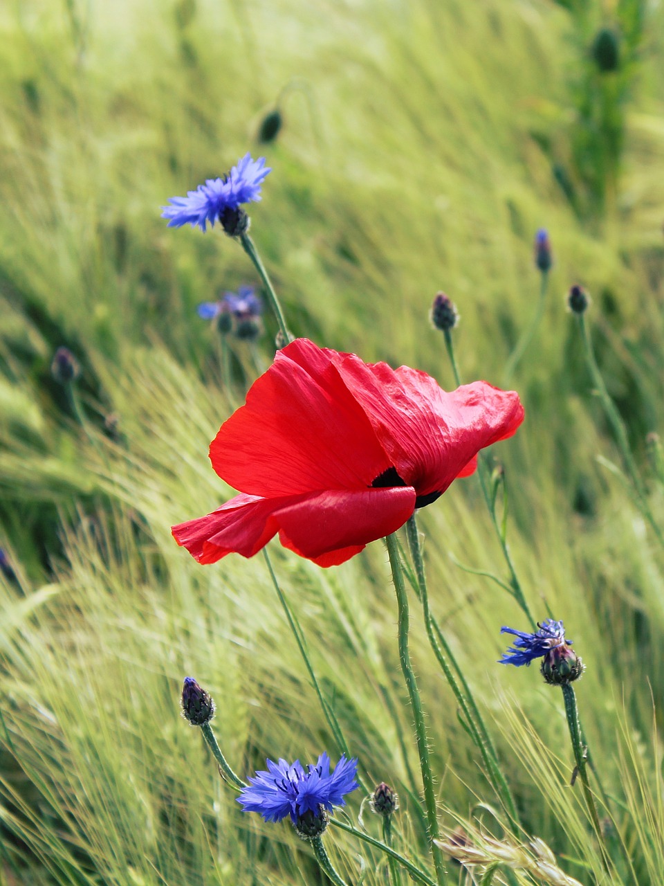 Aguona,  Raudona Aguona,  Klatschmohn,  Raudona,  Laukas Aguonos,  Gėlės,  Žydėti,  Laukas,  Žiedas,  Žydėti