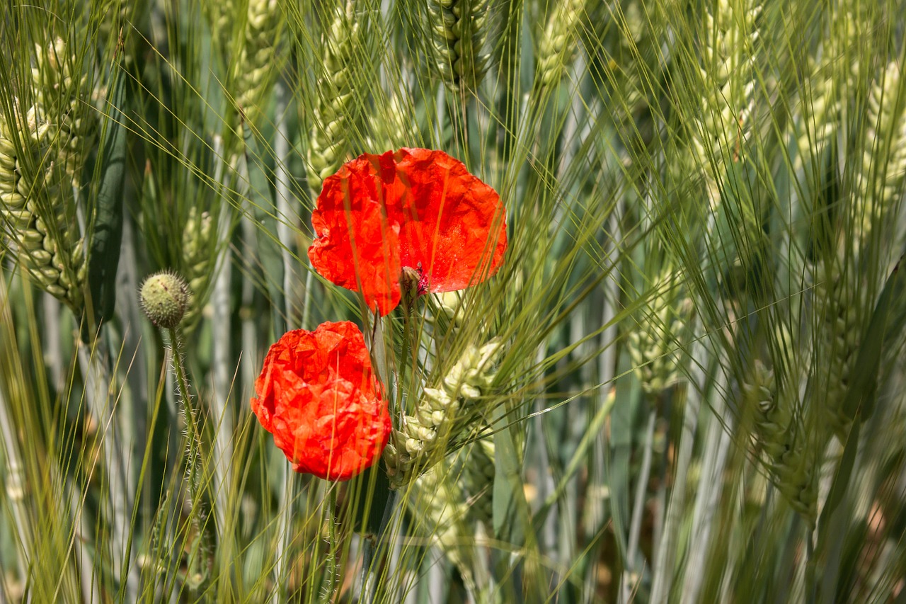 Aguona,  Klatschmohn,  Aguonų Kapsulė,  Miežiai,  Miežių Laukas,  Grūdai,  Aguonos Gėlė,  Gamta,  Raudona Aguona,  Raudona