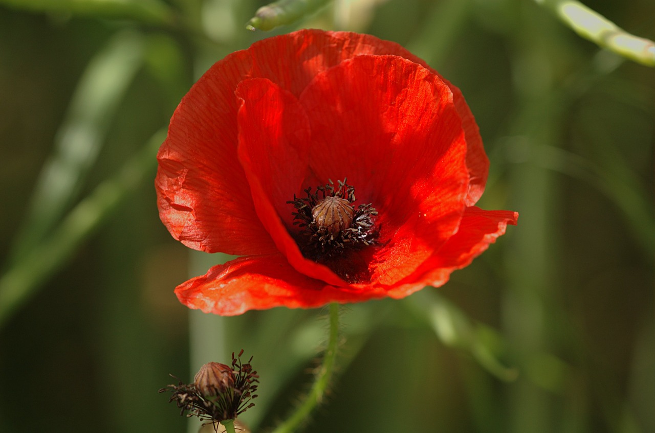 Aguona, Gėlė, Flora, Papaver, Vasara, Gamta, Laukas, Augalas, Žiedas, Pieva