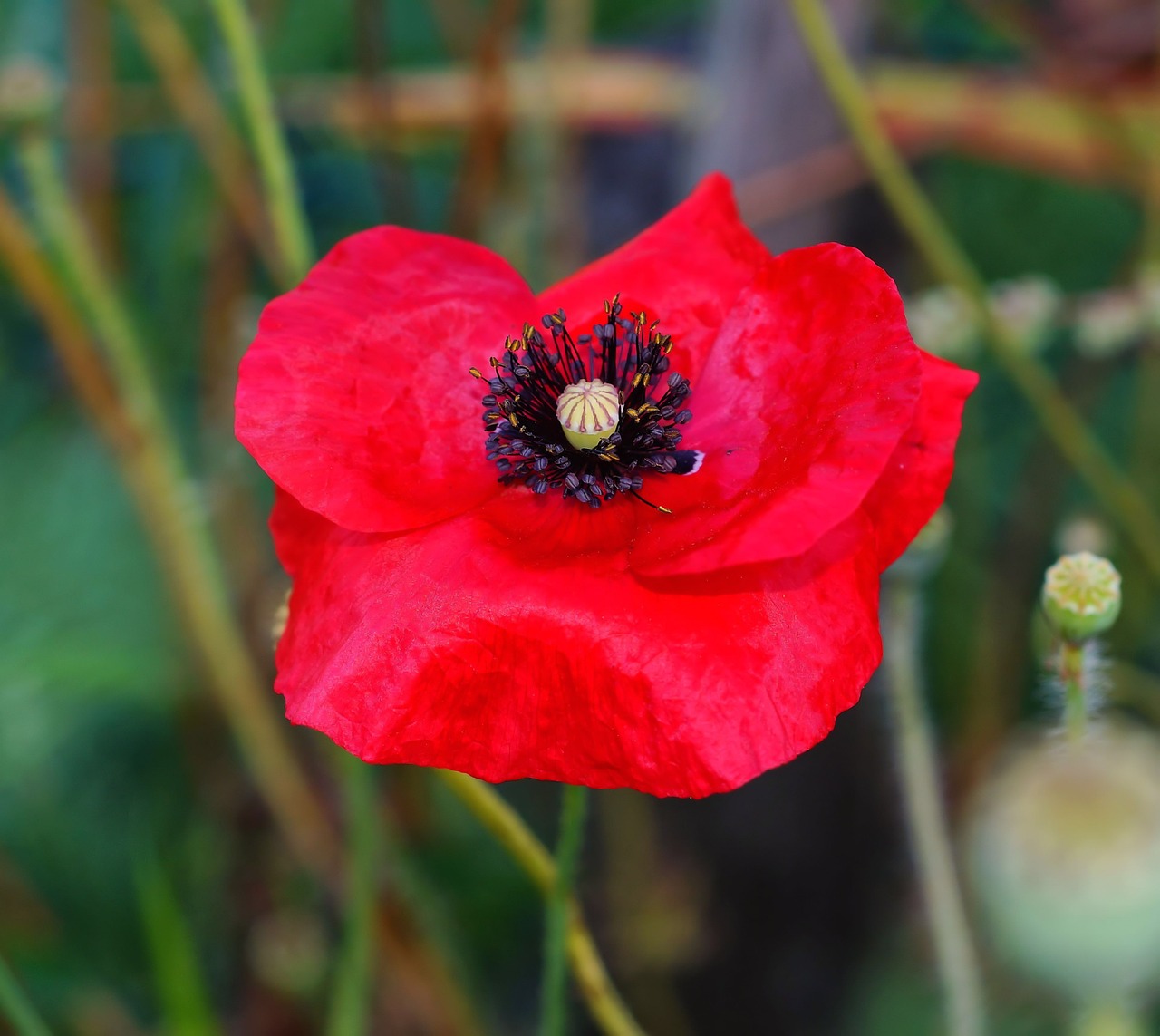 Aguona, Aguonos Gėlė, Gėlė, Raudona, Klatschmohn, Raudona Aguona, Kauliukai, Gamta, Spalvinga, Švelnus