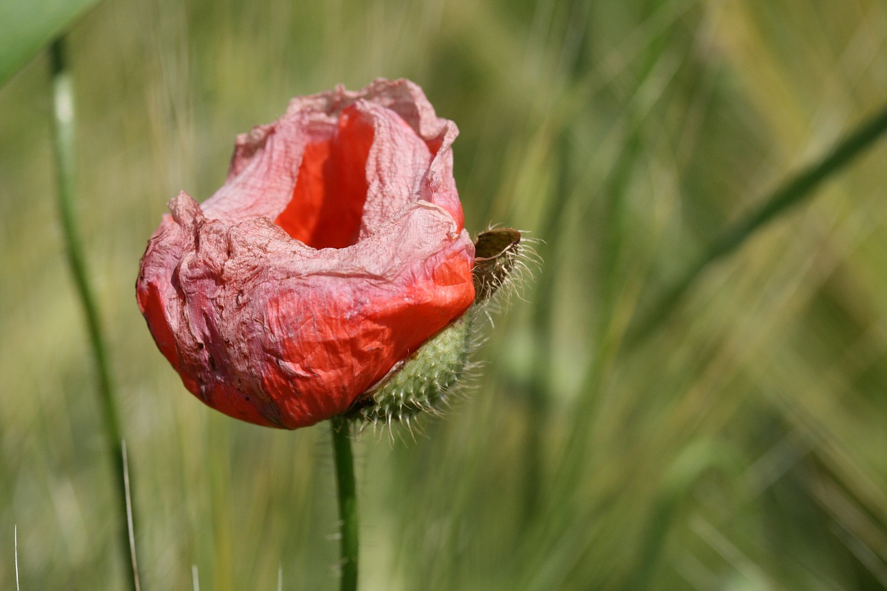 Aguona, Klatschmohn, Žiedas, Žydėti, Išblukęs, Trumpalaikis Laikotarpis, Raudona, Aguonos Gėlė, Raudona Aguona, Vasara