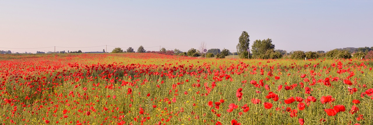 Aguonų Laukas, Gamta, Raudona Gėlė, Aguona, Laukas, Nemokamos Nuotraukos,  Nemokama Licenzija