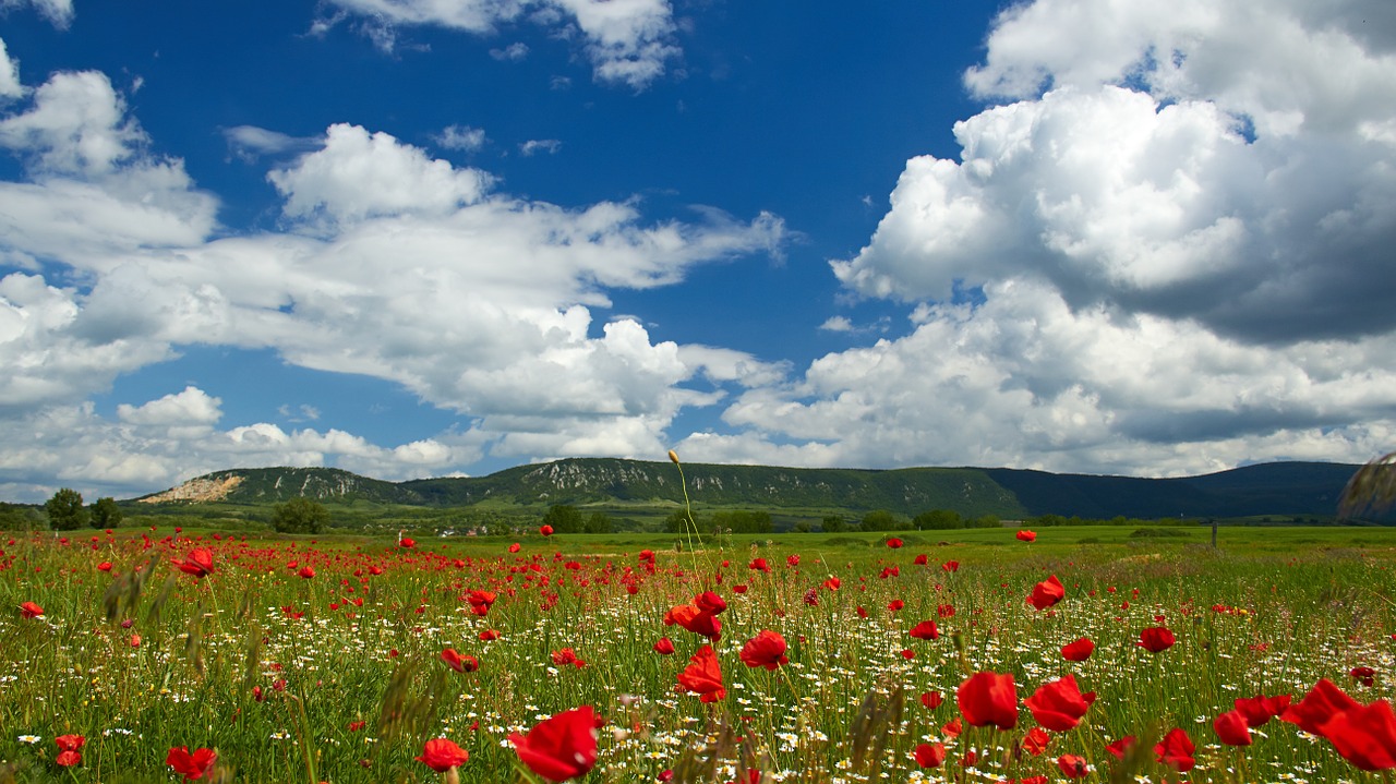 Aguonų Laukas, Debesys, Kraštovaizdis, Vasara, Menstruacijos, Nemokamos Nuotraukos,  Nemokama Licenzija