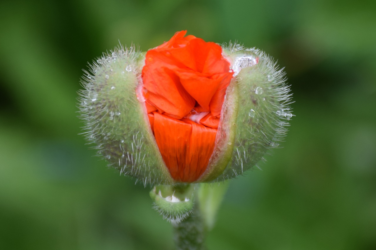 Aguonos Gėlė, Gėlė, Augalas, Žalias, Oranžinė, Klatschmohn, Vasaros Pradžia, Kukurūzų Laukas, Aguona, Makro