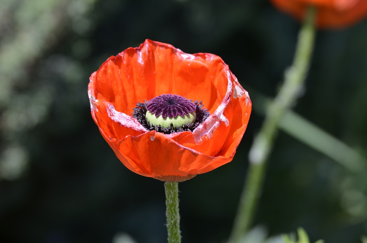 Aguonos Gėlė, Raudona Aguona, Klatschmohn, Nemokamos Nuotraukos,  Nemokama Licenzija