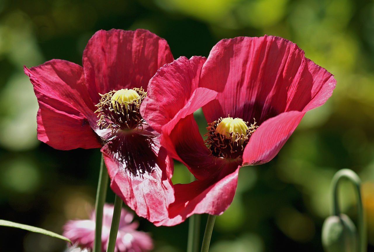 Aguonos Gėlė, Raudona, Aguona, Klatschmohn, Gėlė, Žiedas, Žydėti, Raudona Aguona, Žalias, Nemokamos Nuotraukos