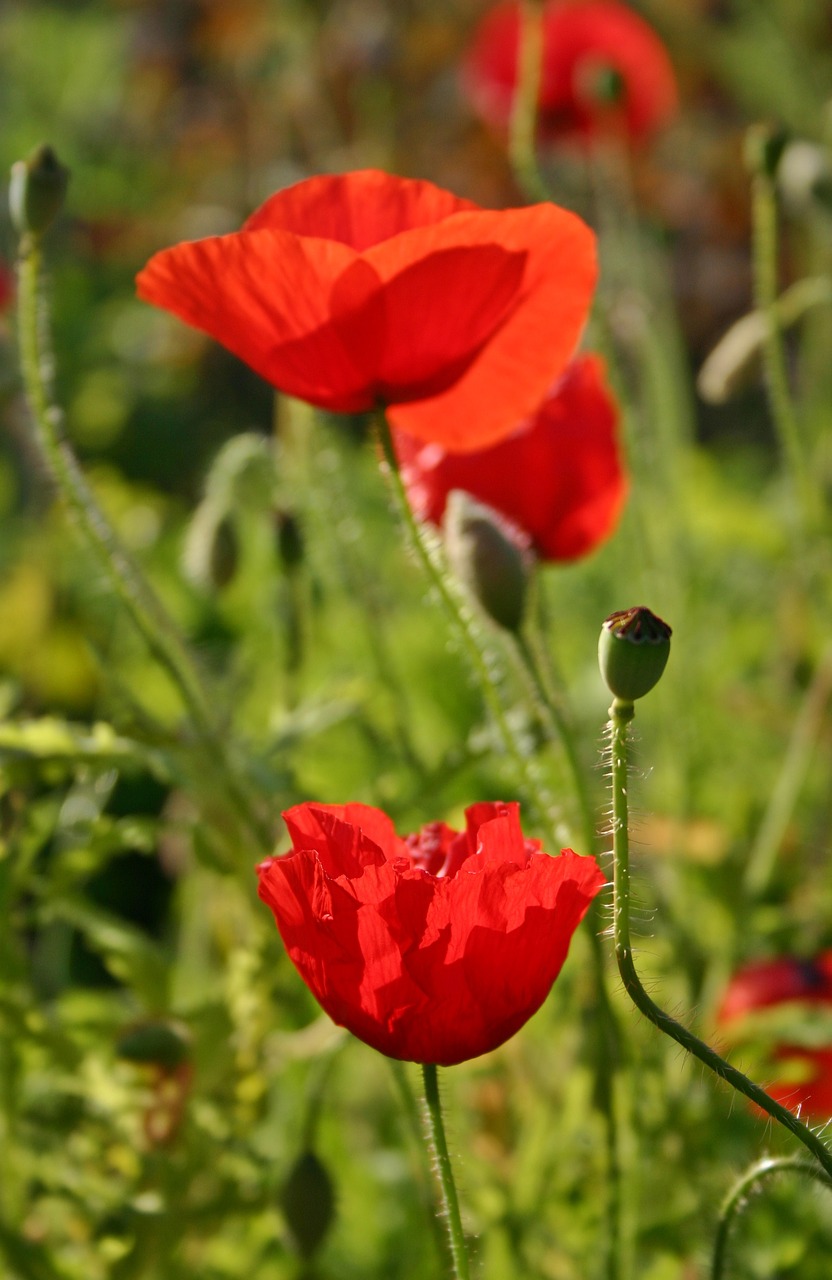 Aguonos Gėlė, Aguona, Žiedas, Žydėti, Klatschmohn, Gėlė, Raudona Aguona, Raudona, Gamta, Žolė