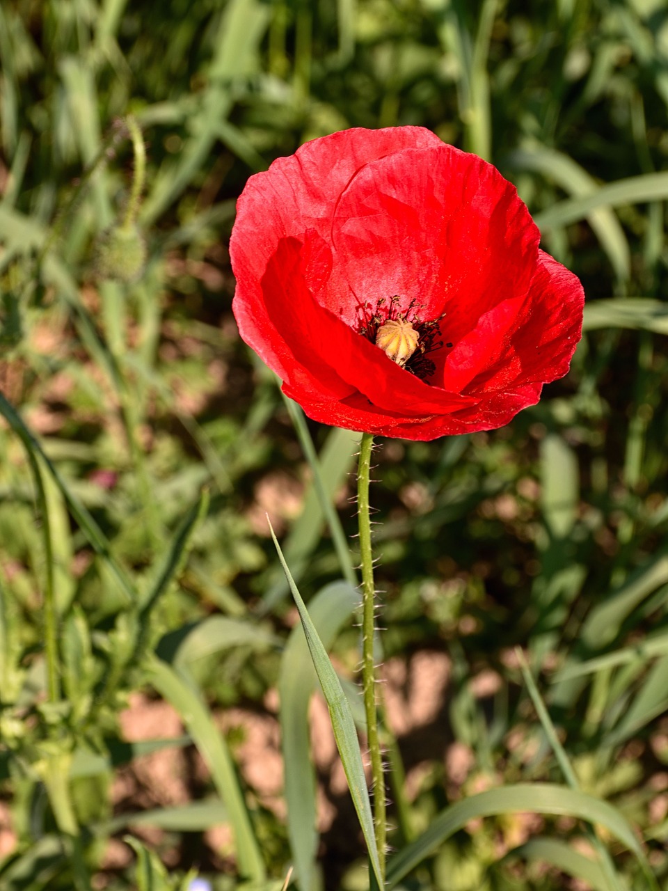 Aguonos Gėlė, Pranešta, Gamta, Gėlė, Klatschmohn, Raudona, Nemokamos Nuotraukos,  Nemokama Licenzija